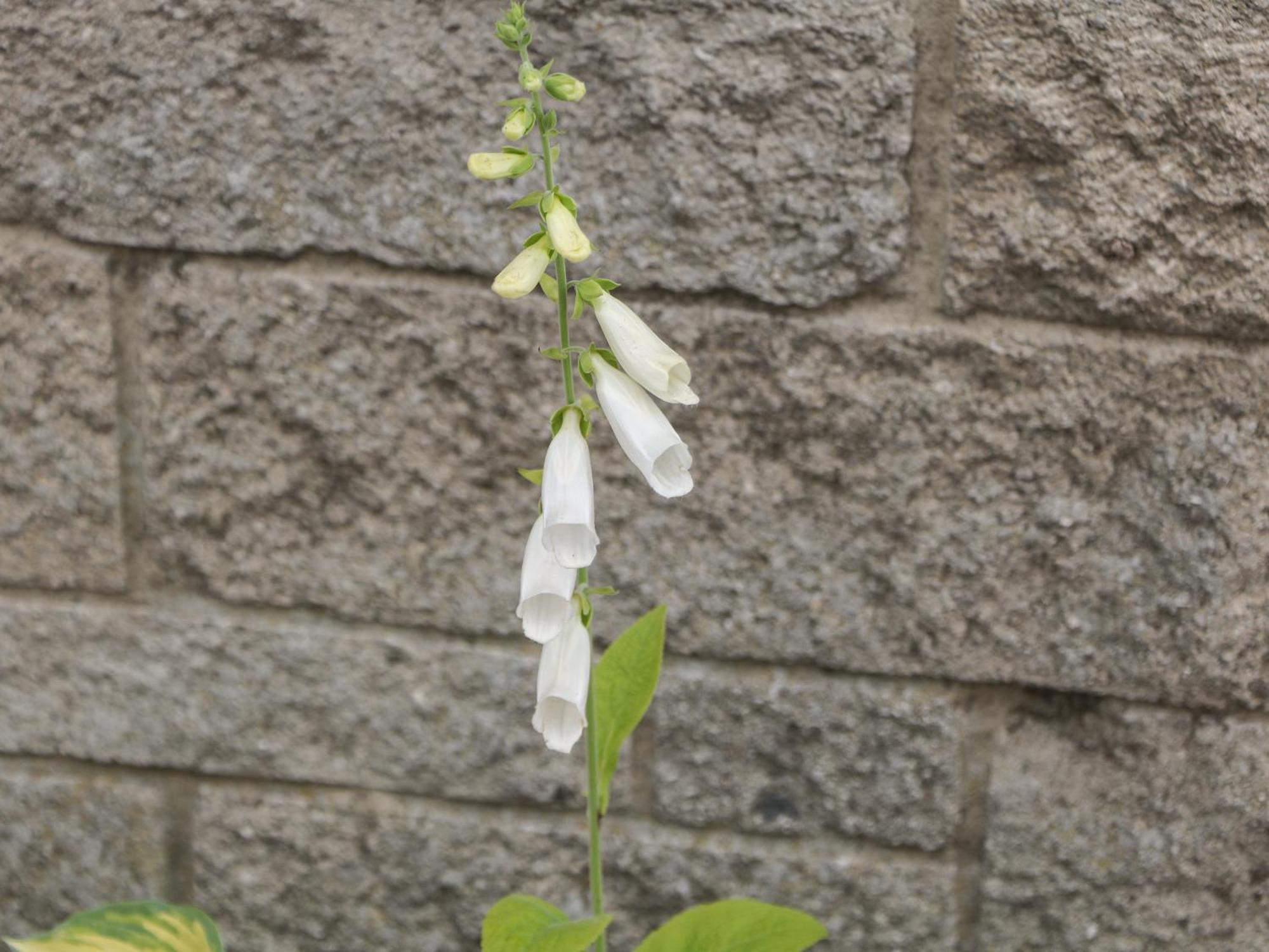 Foxgloves 캐슬턴 외부 사진